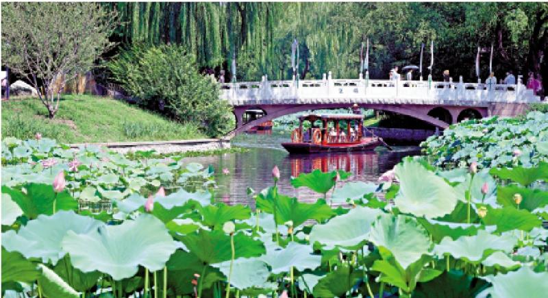 市井万象/“人在荷中游”