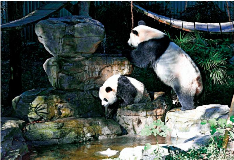 市井万象/大熊猫戏水享清凉