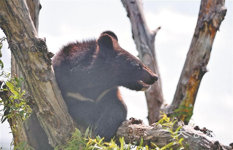 走进抚远 登上黑瞎子岛