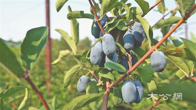 走近“寒地龙果”蓝靛果 从山林野果到“浆果之王”