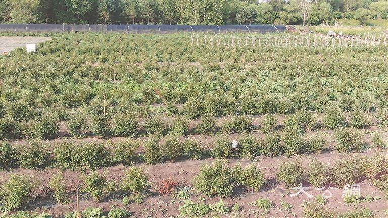 走近“寒地龙果”蓝靛果 从山林野果到“浆果之王”