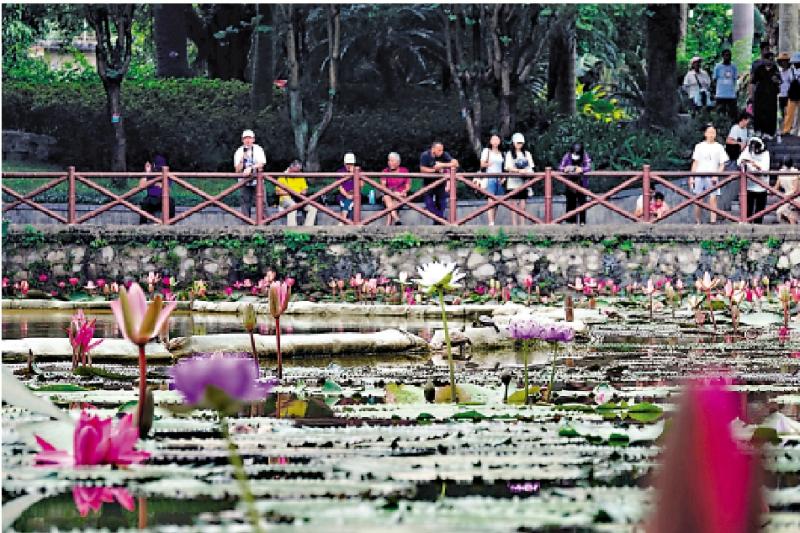 市井万象/秋日睡莲