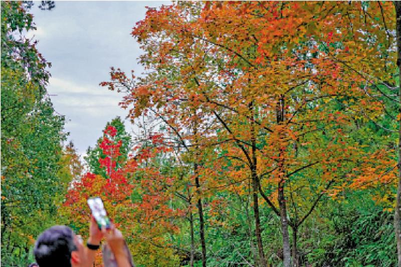 七日谈（香港篇）/白露，香港又迎来一个秋\何志平