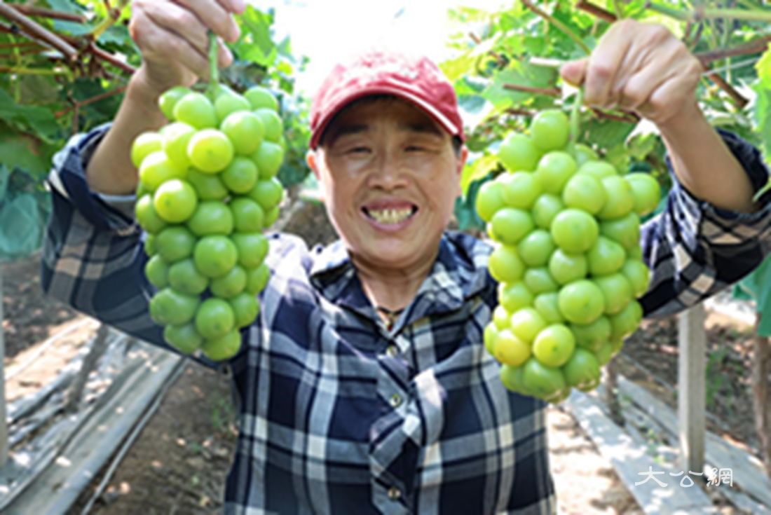 洛阳市孟津区：秋实满园葡萄香