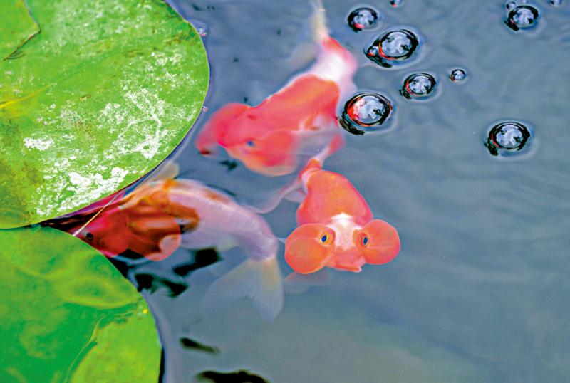 市井万象/恭王府里赏金鱼