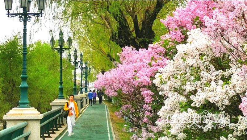 “每年这个时候，丁香绚烂绽放，走到哪儿都能闻到花香”——哈尔滨，一座有香味的城市