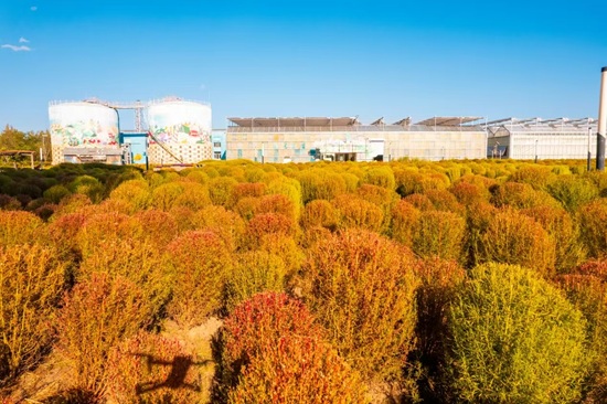 北京世园国际旅游度假区推出“秋聚”系列活动 邀市民共赏金秋盛景