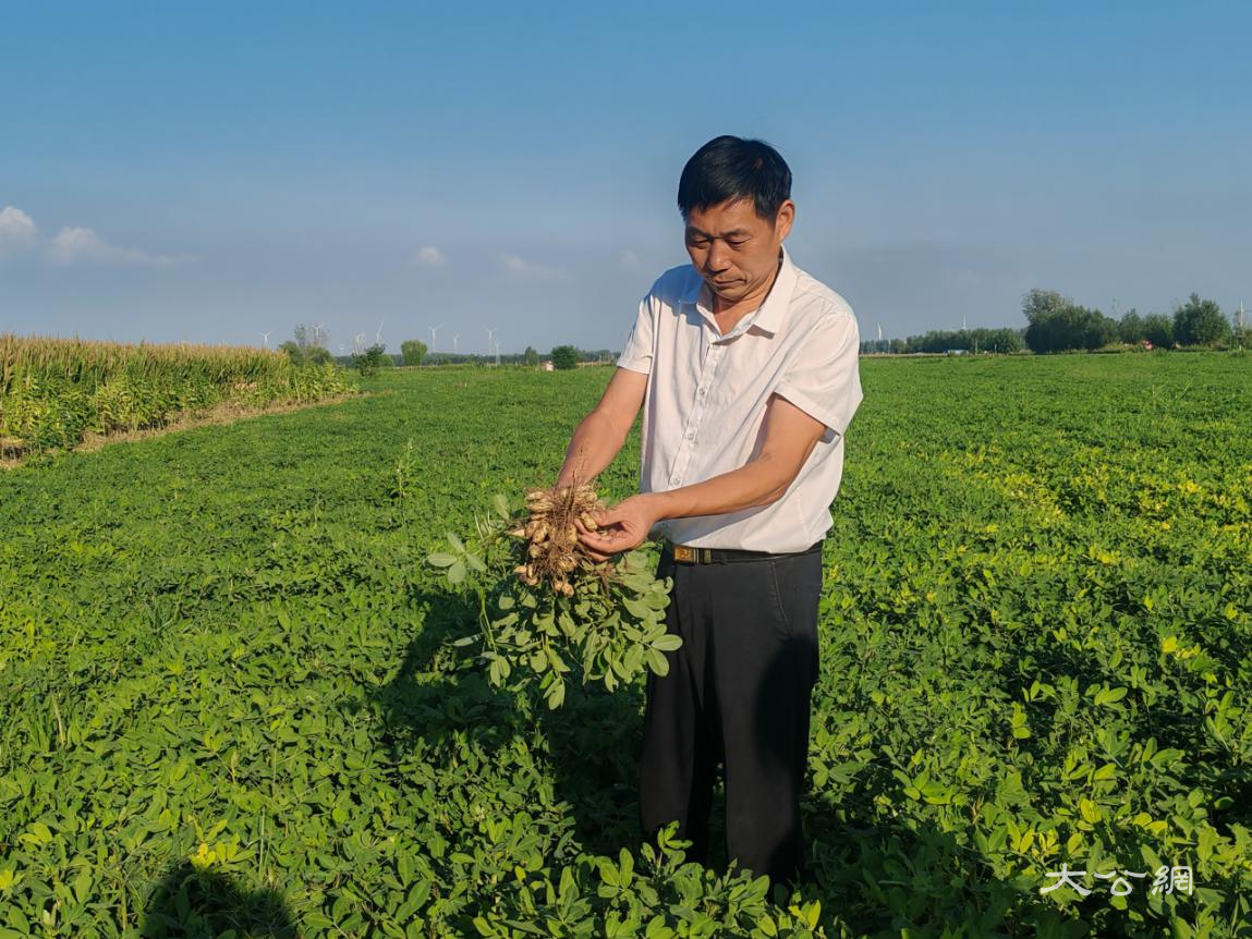河南杞县：一颗黑花生 映红共富路