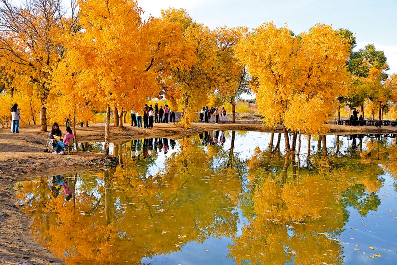 ﻿市井万象/大漠胡杨