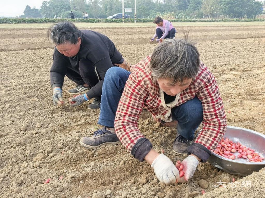 杞县葛岗镇：秋种正当时 良机良法助秋播