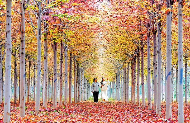 ﻿市井万象/秋染神州多锦绣