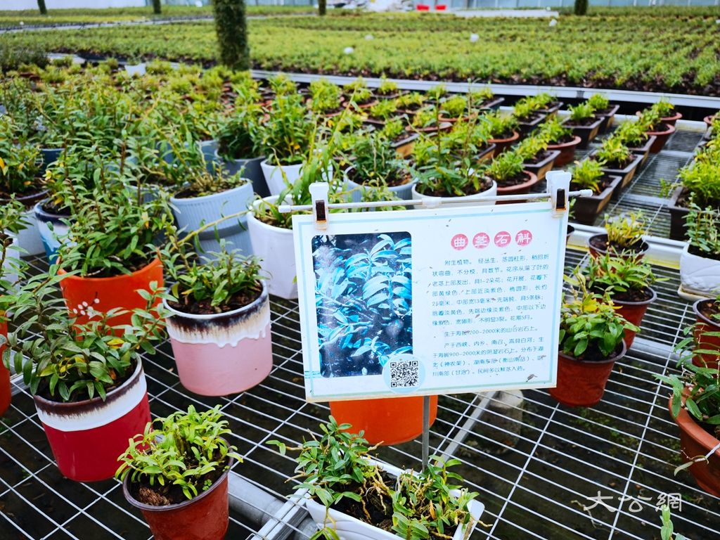 南阳石斛撬动大健康产业，中医药文化赋能高质量发展