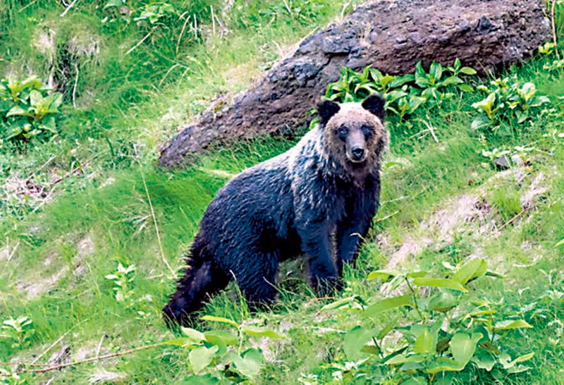 日本“熊出没”频繁 半年酿10死逾百伤