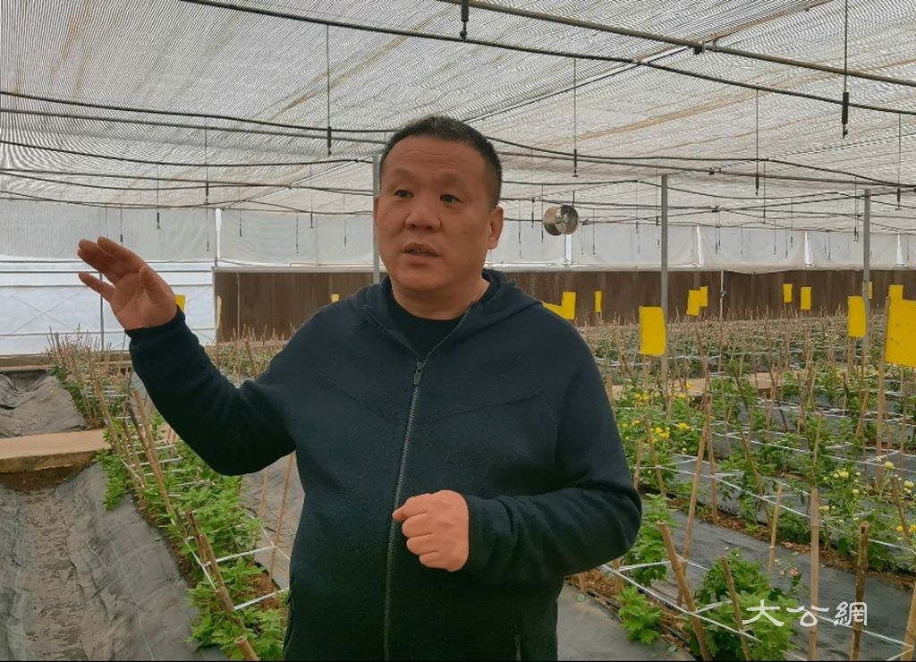 ​守正创新：千年菊乡的中医药传承，郦邑贡菊引领健康新“食”尚