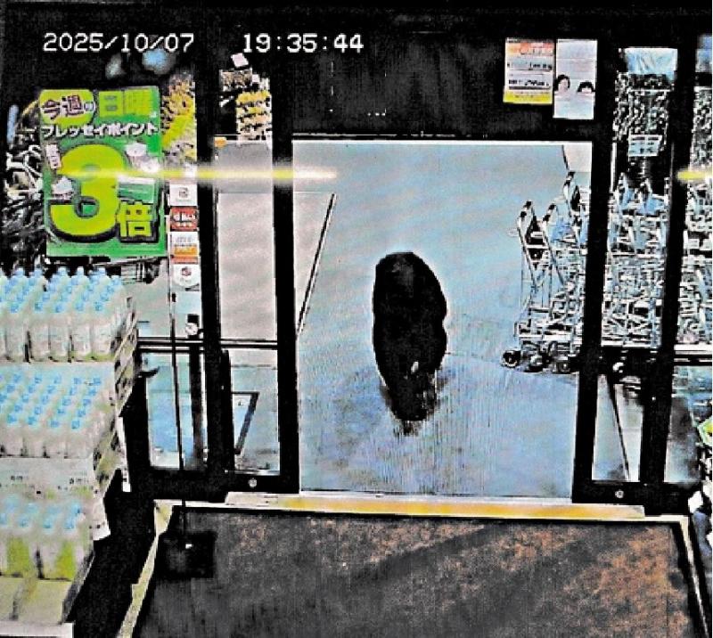 日本“熊害”氾滥 警方研用步枪猎熊