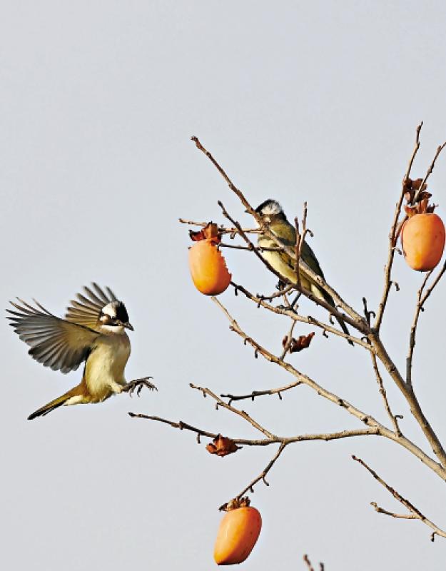 ﻿七日谈（香港篇）/时于立冬，世间长安\何志平