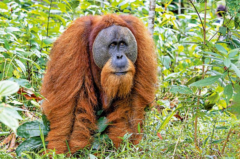 印度动物园大量收购濒危物种惹争议