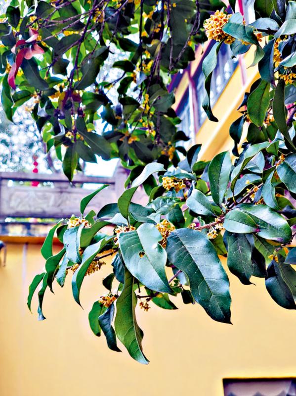 ﻿君子玉言/陪伴母亲的日子\小 杳