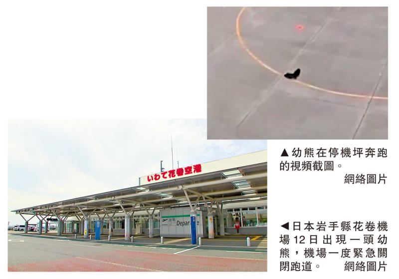 日本机场现熊踪 一度暂停航班升降