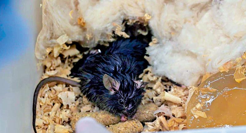 “鼠鼠航天员”Q&A