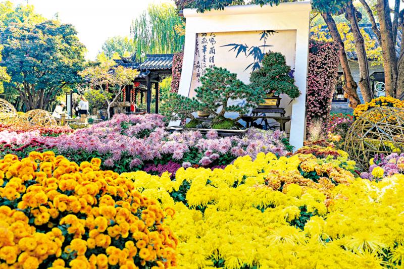 ﻿市井万象/“菊隐个园”