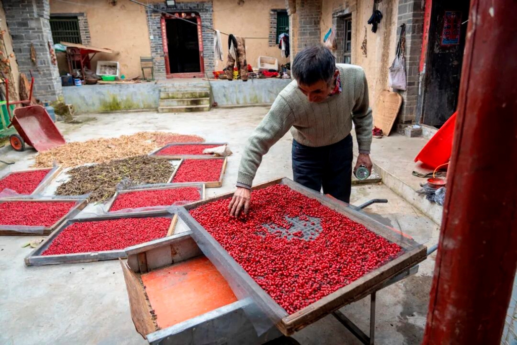 药染伏牛山 最是茱萸红