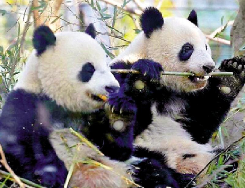 ﻿日本民众担忧进入“无熊猫时代”