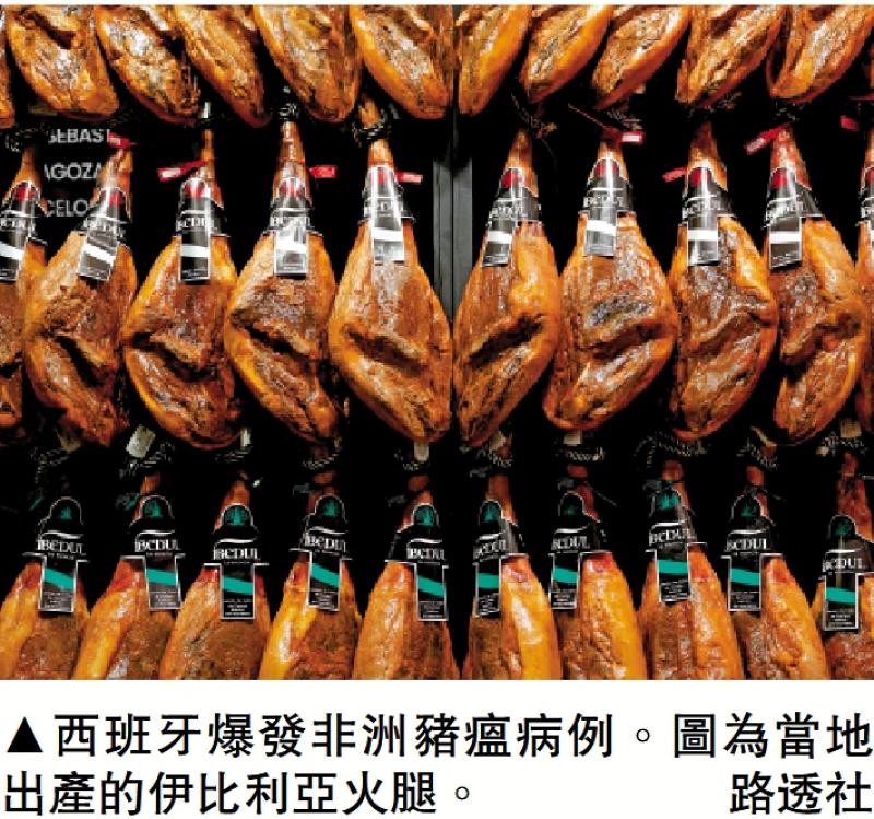 ﻿西班牙30年来首现非洲猪瘟