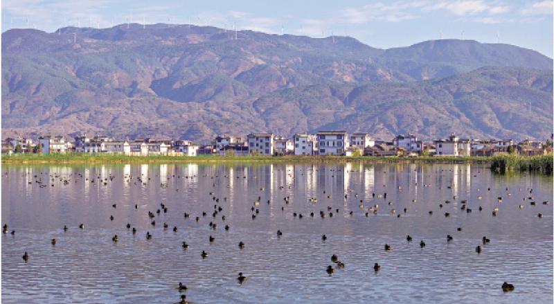 ﻿市井万象/群鸟觅食