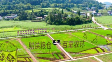 舍得酒业荣获“国新杯·ESG金牛奖百强”，以卓越实践彰显可持续发展标杆力量