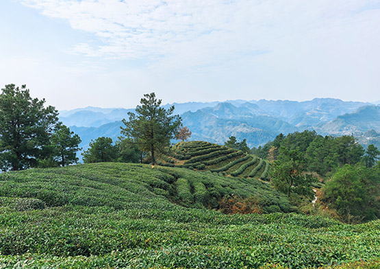 一杯古丈茶，藏着鄉村振興的「時間密碼」