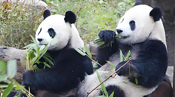 日政棍叫嚣赴台换大熊猫 台胞：可换柴犬
