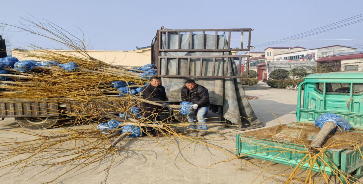 杞县林业发展中心：科学指导推动乡村绿化提质增效