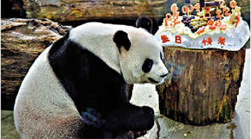 台北熊猫输日？ 国台办：日政客痴人说梦