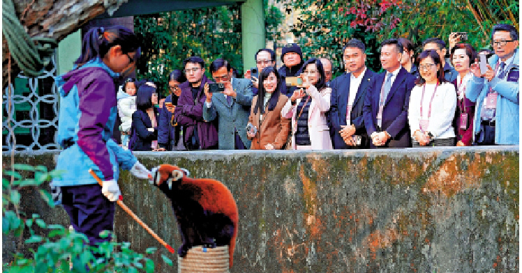 上海小熊猫明年赴台展出 台北嘉宾先睹为快