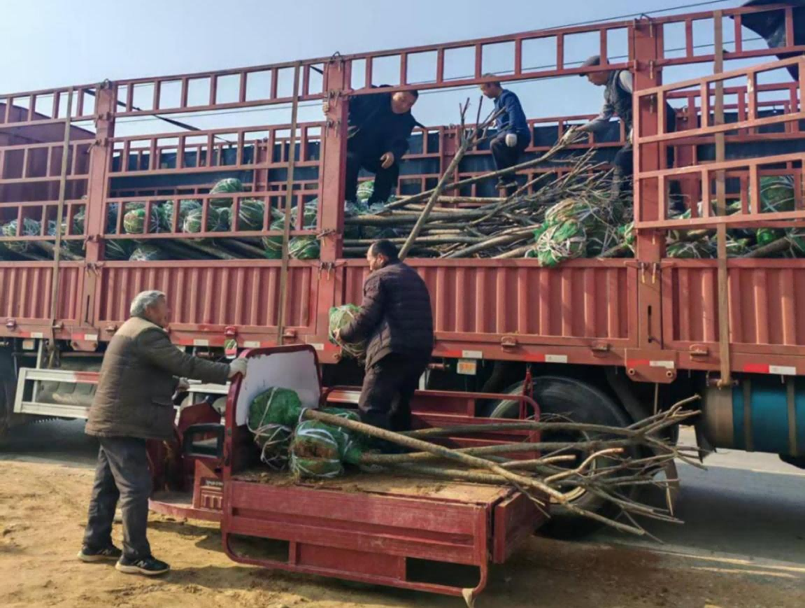 杞县西寨乡：乡村植绿正当时 国土绿化添新颜