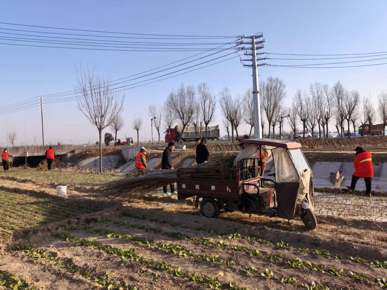 杞县：冬植添绿连沟渠 生态赋能暖乡野