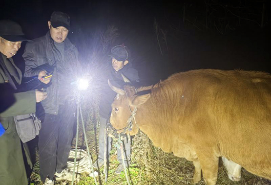 湖南邵东：多方联手四小时找回聋哑老人丢失耕牛