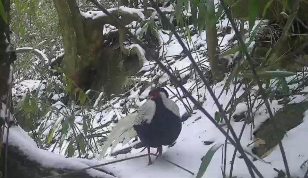 湖南舜皇山：白鹇黄麂等珍稀动物雪地“打卡”