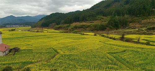 湖南绥宁：300亩油菜花开迎客 冬闲田变身增收致富园