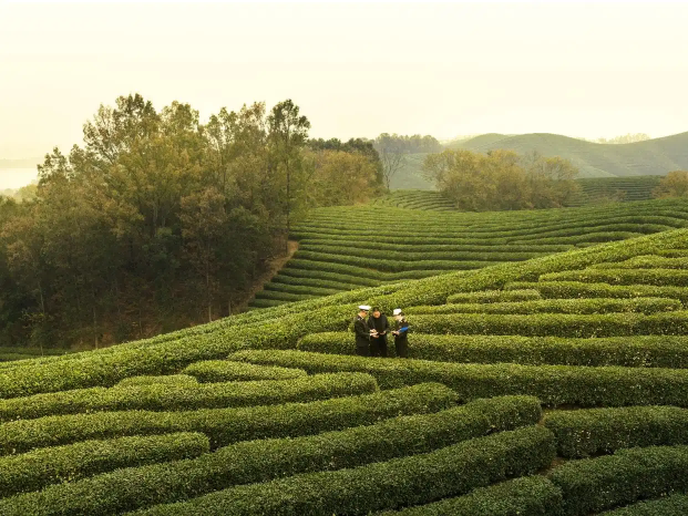 河南省首个出口茶叶“大基地”落户信阳浉河