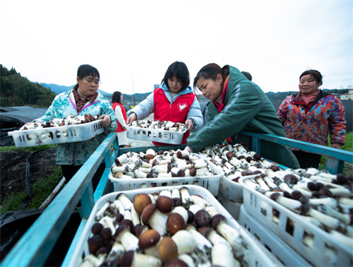 贵州天柱：菌棚春潮涌 喜迎“开门红”
