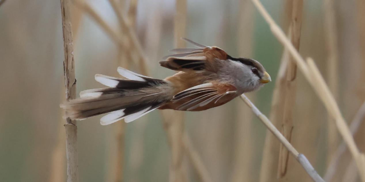 时隔9年！珍稀鸟类“活化石”震旦鸦雀再现孟津黄河湿地