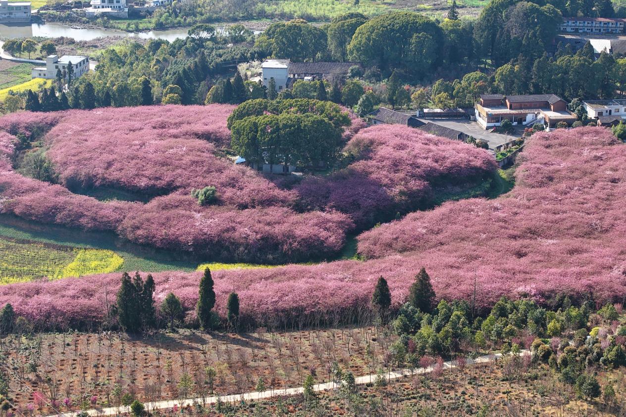 贵州清镇：农文旅融合发展打造乡村振兴新典范