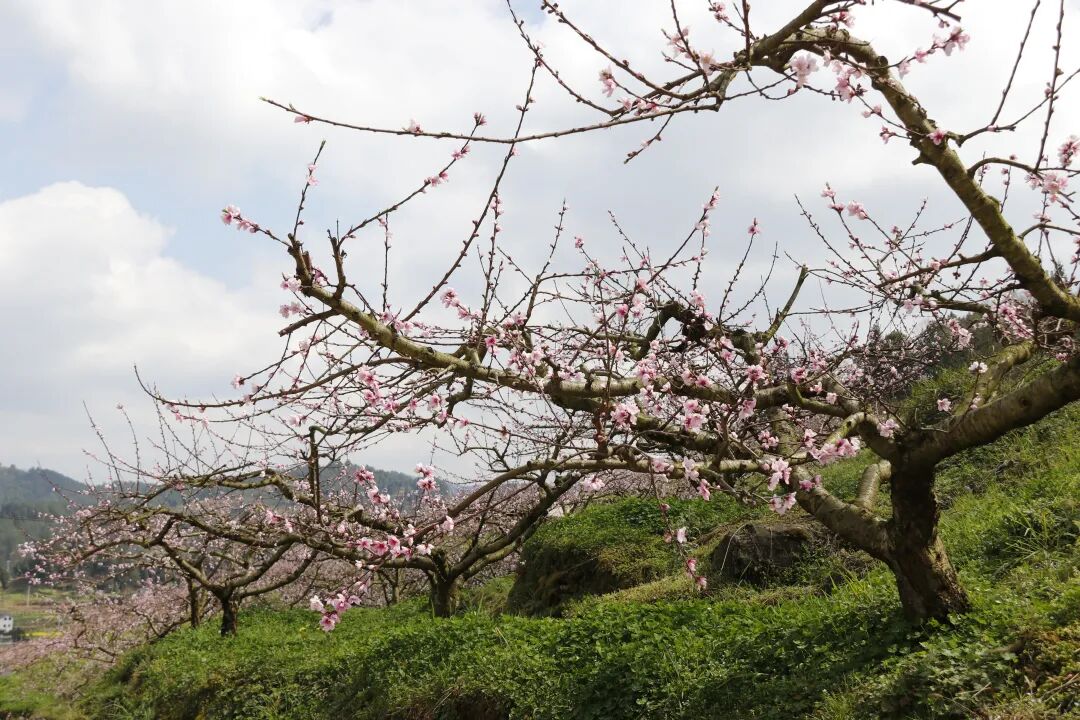 贵州桐梓：“林业+”激活乡村振兴新动能
