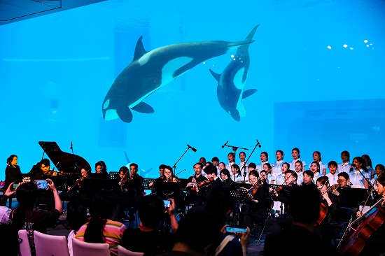 第六头虎鲸宝宝公开征名 长隆飞船乐园虎鲸音乐节春日启幕