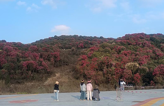 贵州：“地球彩带”百里杜鹃迎来最美观赏季