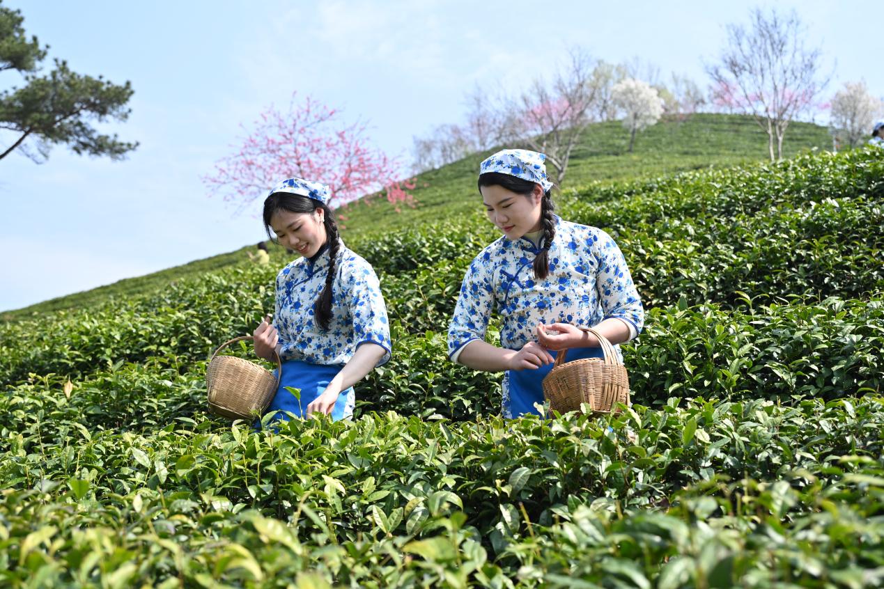 信阳：5G下田、数据种茶、扫码溯源  让每一片茶叶“会说话”
