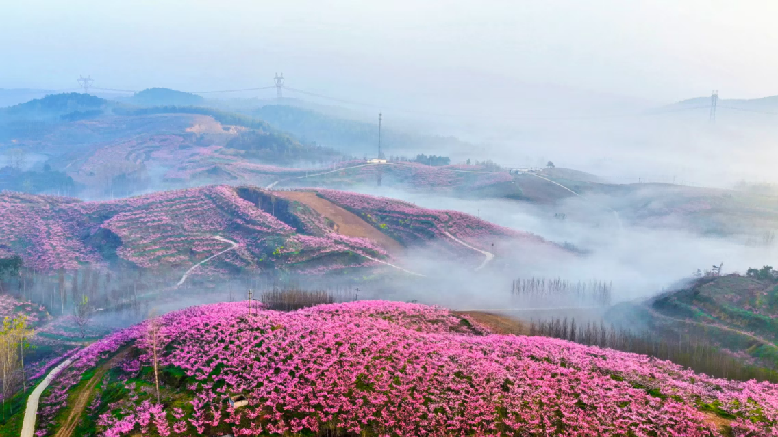 南阳 繁花出圈 消费入春