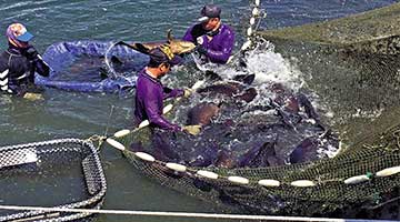 赖清德变“票房毒药” 绿营参选者躲着走